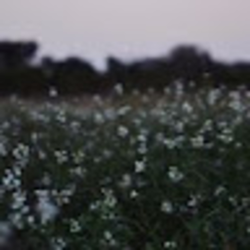 Meet your Posher, Evelyn